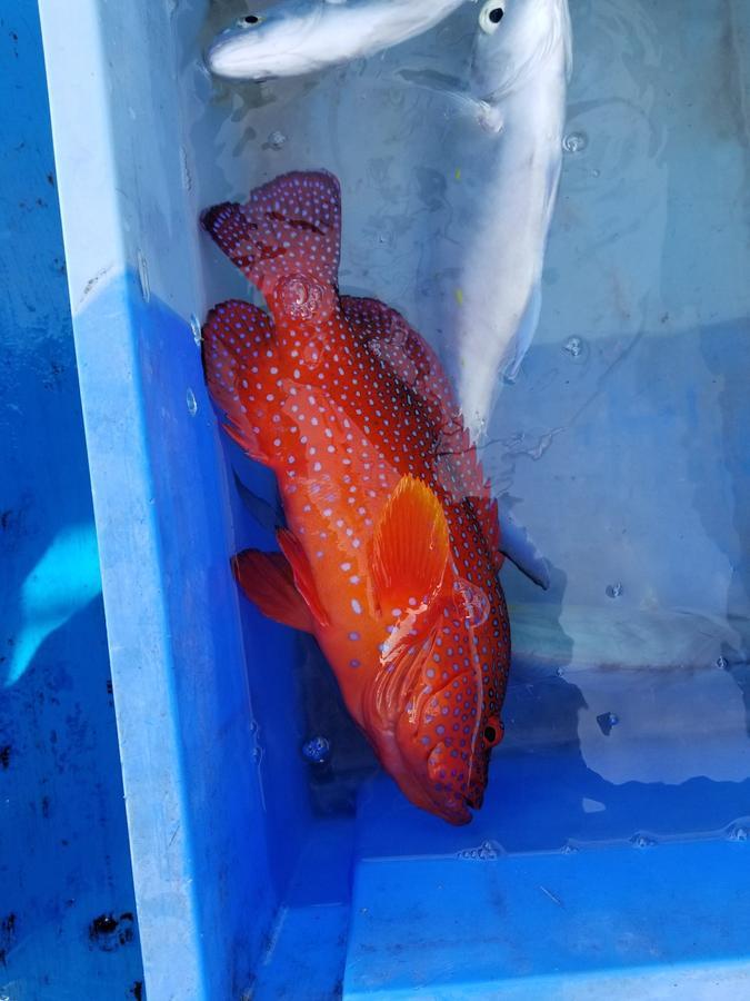 فندق Sea Blue أونا المظهر الخارجي الصورة